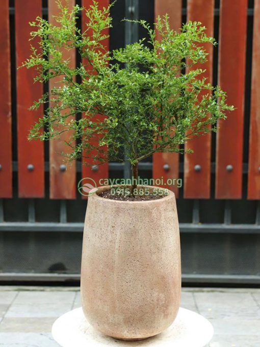 Chanh ngón tay trồng chậu đá mài làm cảnh