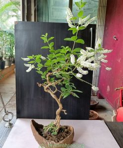 Chậu bạch trầm hương để bàn mang đến nhiều may mắn