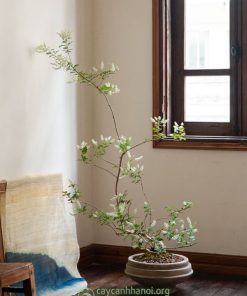 Chậu cây bạch trầm hương đặt phong khách