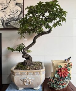 Chậu muội hồng bonsai để bàn đẹp