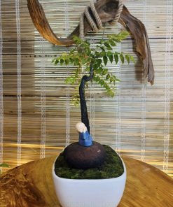 Chậu muội hồng mini