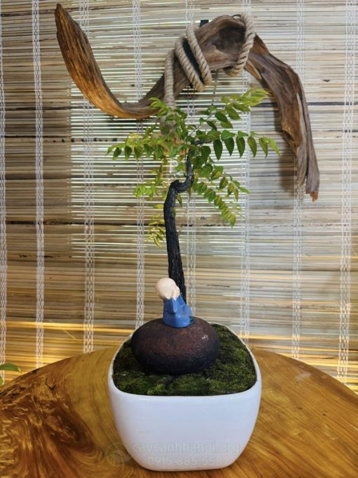 Chậu muội hồng mini