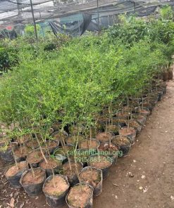 Chuẩn bị cây chanh trứng cá hồi giống