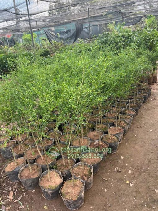Chuẩn bị cây chanh trứng cá hồi giống