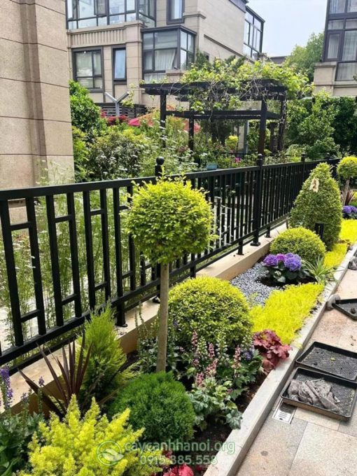 Công dụng cây thủy lạp ánh dương