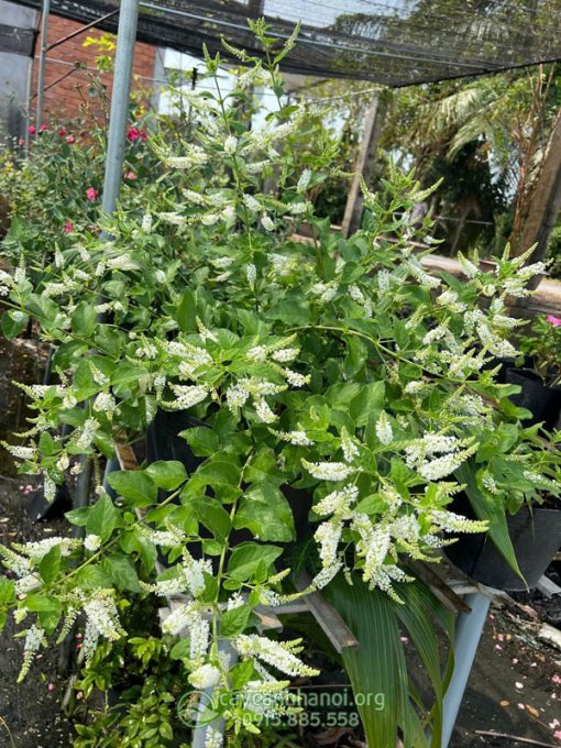 Cửa hàng bán cây hoa bạch trầm hương