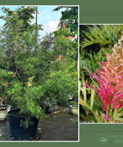 Đặc điểm cây cánh phượng Grevillea Superb