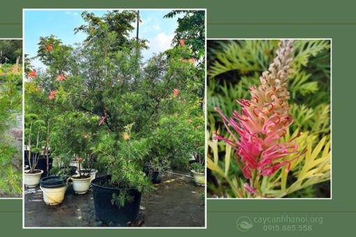 Đặc điểm cây cánh phượng Grevillea Superb