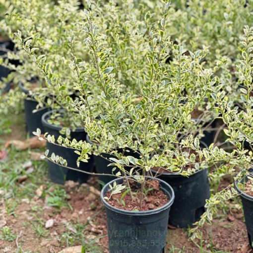 Đặc điểm cây Ngân Hi Swift Creek Privet