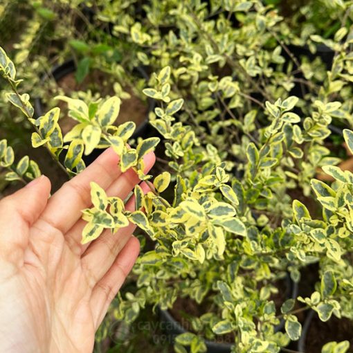 Đặc điểm lá cây ngân hi