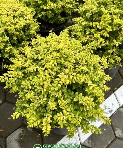 Đặc điểm lá cây thủy lạp ánh dương