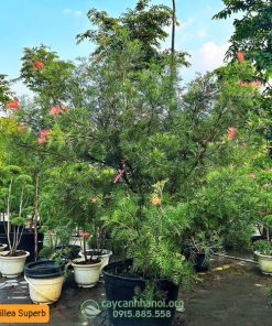 Địa chỉ bán cây Cánh phượng tại Hà Nội