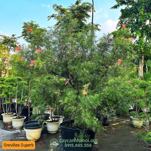 Địa chỉ bán cây Cánh phượng tại Hà Nội