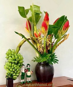 Địa chỉ bán hoa chuối rừng đỏ tai Hà Nội
