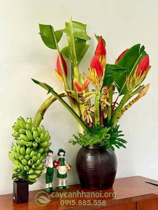 Địa chỉ bán hoa chuối rừng đỏ tai Hà Nội