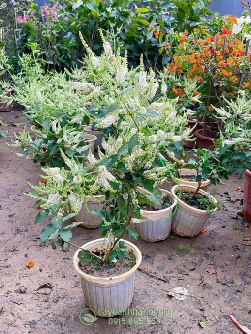 Địa chỉ mua cây bạch trầm hương