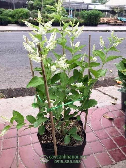 Giá bán cây hoa bạch trầm hương