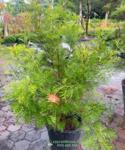 giá bán cây cánh phượng Grevillea Super
