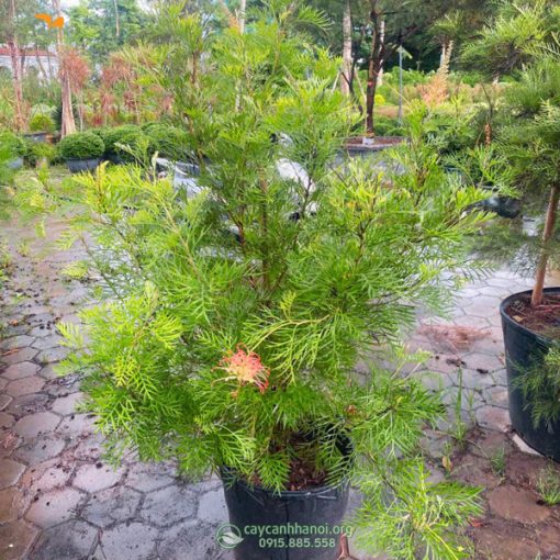 giá bán cây cánh phượng Grevillea Super