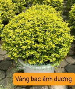 giá cây vàng bạc ánh dương tùy thuộc vào kiểu dáng và kích thước