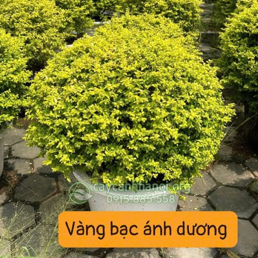giá cây vàng bạc ánh dương tùy thuộc vào kiểu dáng và kích thước