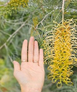 Hoa bách chanh vàng Grevillea “Lime & Soda