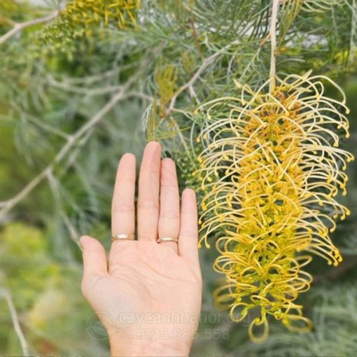 Hoa bách chanh vàng Grevillea “Lime & Soda