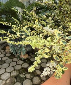 Hoa cây Ligustrum sinense ‘Swift Creek Privet’