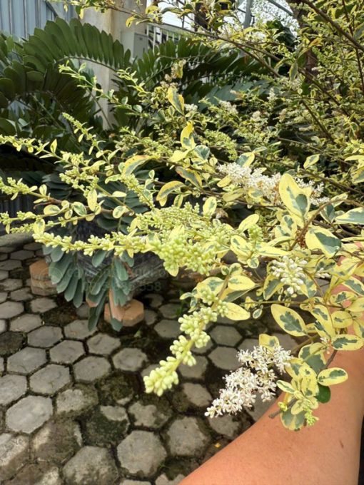 Hoa cây Ligustrum sinense ‘Swift Creek Privet’