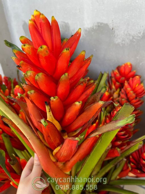 Hoa chuối đỏ rừng có màu sắc rực rỡ