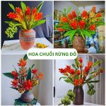 Hoa Chuối Rừng Đỏ