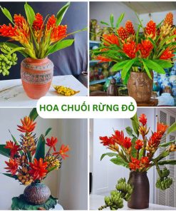 Hoa chuối rừng đỏ