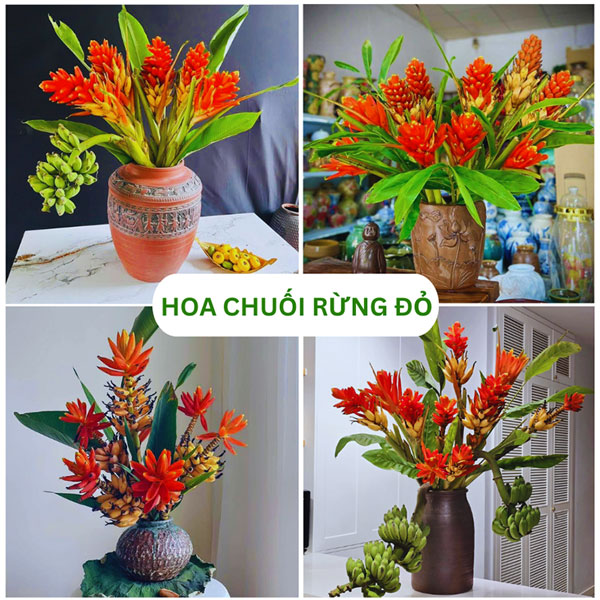 Hoa chuối rừng đỏ