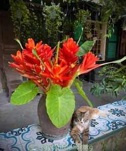 Hướng dẫn cách cắm và chăm sóc hoa chuối rừng cắm bình