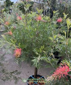 Hướng dẫn cách chăm sóc cây cánh phượng Grevillea ‘Superb’