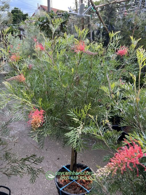 Hướng dẫn cách chăm sóc cây cánh phượng Grevillea ‘Superb’