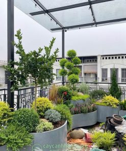 Hướng dẫn cách trồng và chăm sóc cây thủy lạp ánh dương