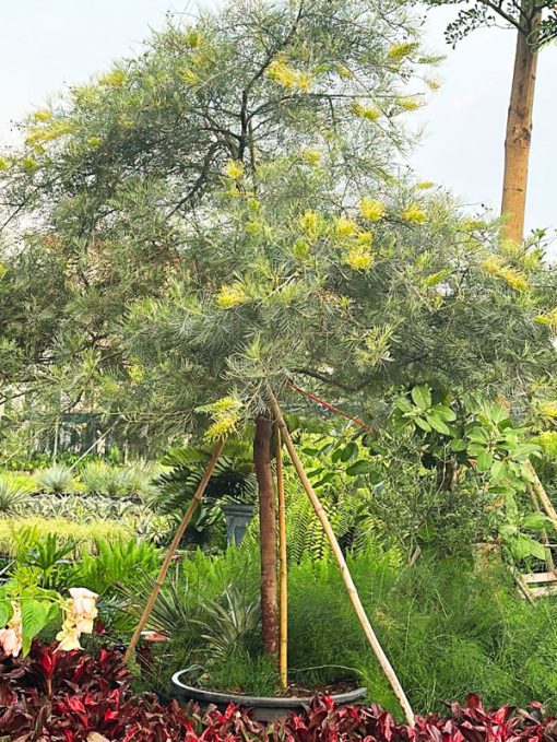 Kỹ thuật chăm sóc cây bách chanh ra hoa quanh năm