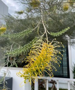 Lá bách chanh vàng dạng kim màu bạc ánh xanh ấn tượng