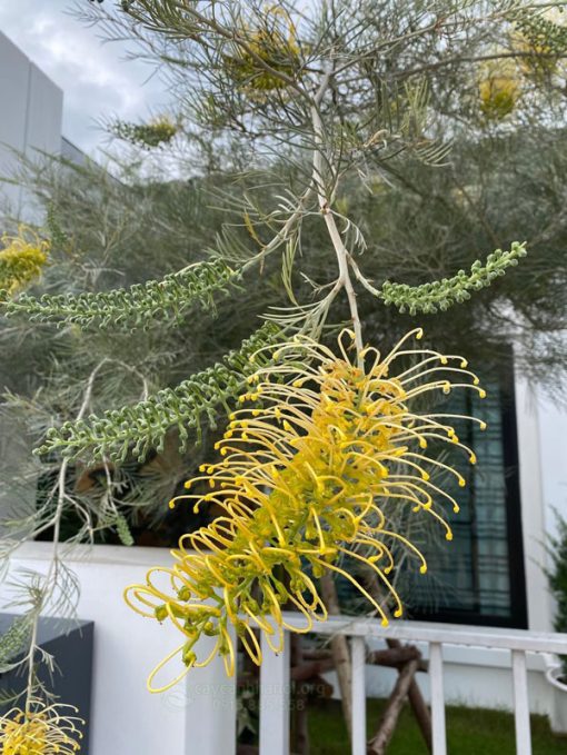 Lá bách chanh vàng dạng kim màu bạc ánh xanh ấn tượng