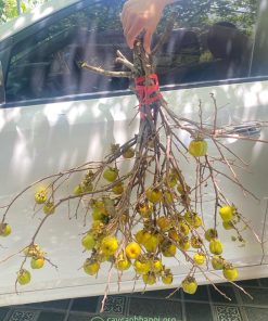Lựa chọn cành hoa hồng trước khi cắm