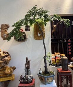 Nơi mua cây cảnh muội hồng bonsai đẹp