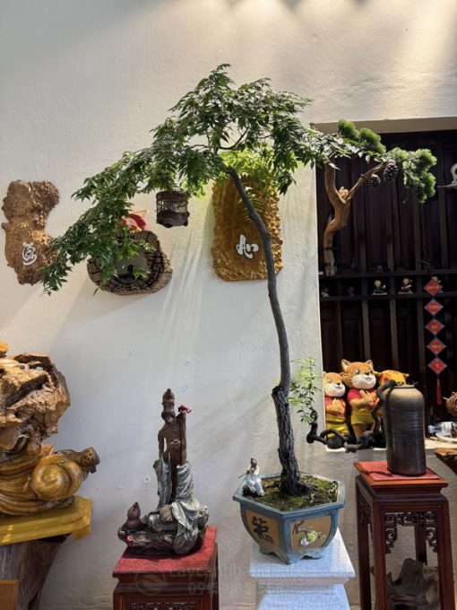 Nơi mua cây cảnh muội hồng bonsai đẹp