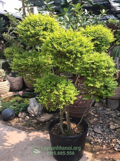 Mua cây vàng bạc decor trang trí đẹp