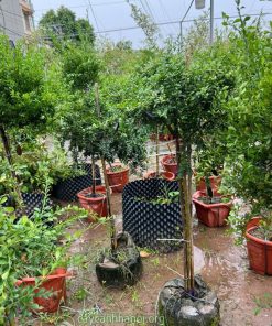 Mua chanh ngón tay trứng cá hồi dáng tree