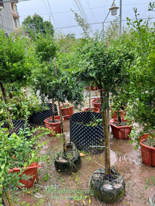 Mua chanh ngón tay trứng cá hồi dáng tree