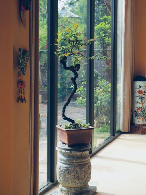 Muội hồng bonsai