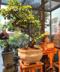 Muội hồng có nguồn gốc từ núi rừng miền Bắc