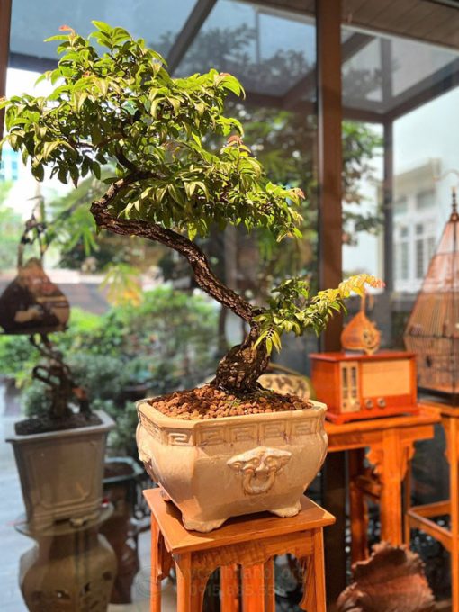 Muội hồng có nguồn gốc từ núi rừng miền Bắc