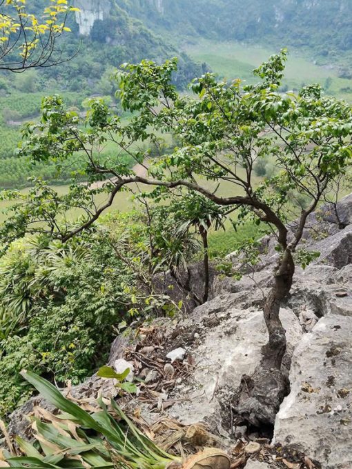 Muội hồng rừng